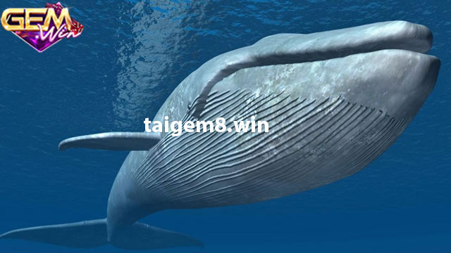 Mơ thấy cá voi và 5 ý nghĩa cùng chuyên gia Gemwin 2024