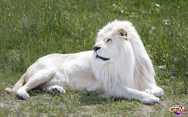 Mộng mị thấy sư tử trắng