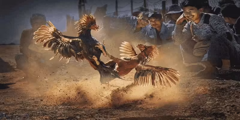 Đá Gà Gemwin - Nơi Hội Tụ Cao Thủ, Đặt Cược Nhanh